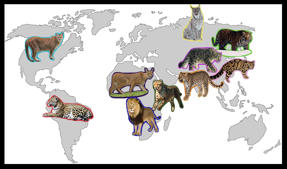 List Of Big Cats By Size List Of Big Cats By Size