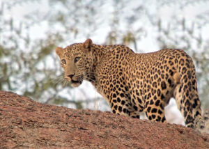 jawai leopard