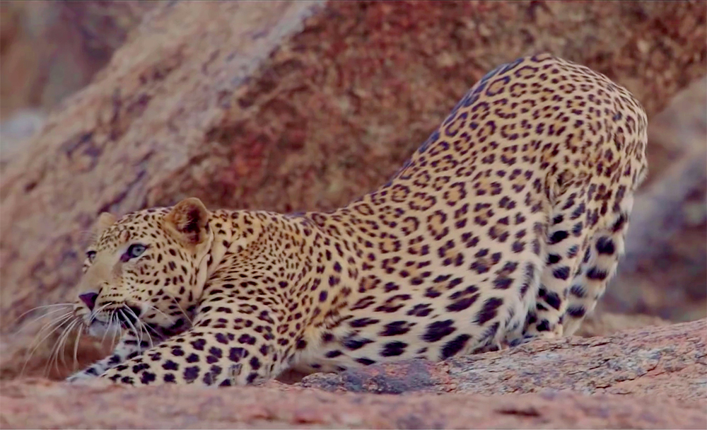 jawai leopard safari